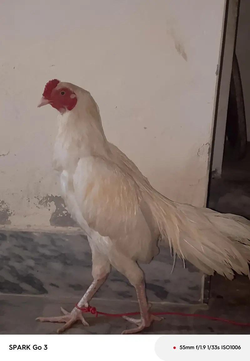 aseel Heera age 11 month white colour Pakistani — photo 2