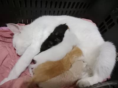 mother cat with baby kitten