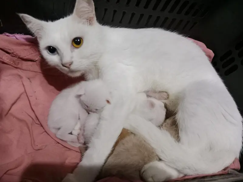 mother cat with 4 baby kitten — photo 2