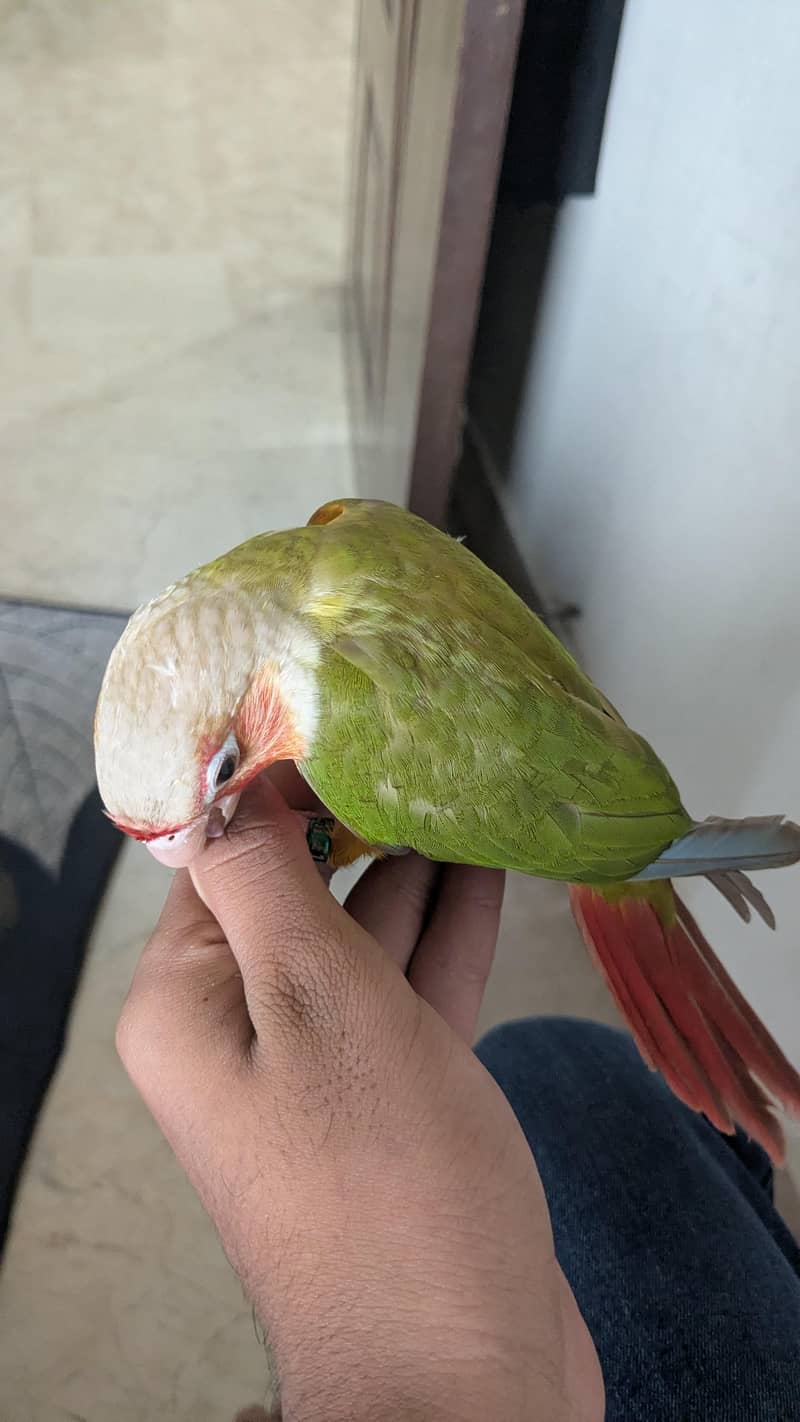 pineapple conure 0