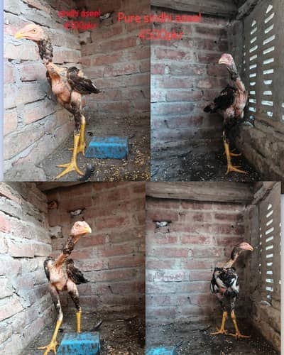 Pure sindhi Aseel home breed