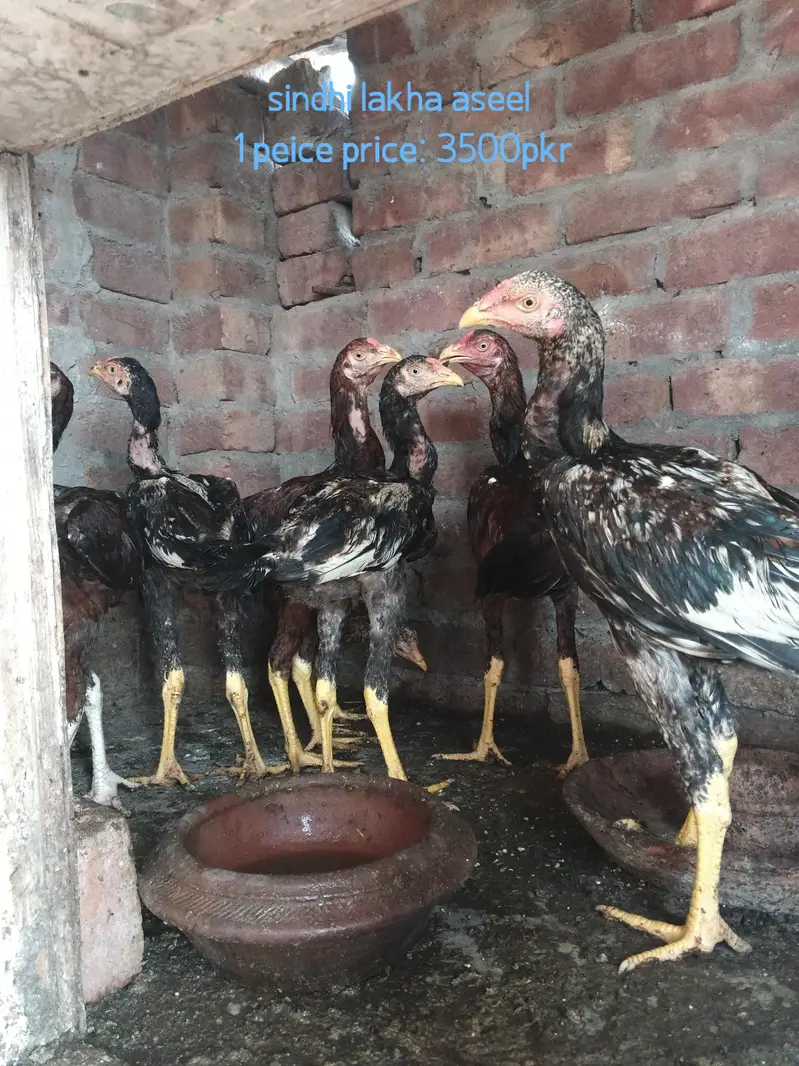 Pure sindhi Aseel home breed — photo 3