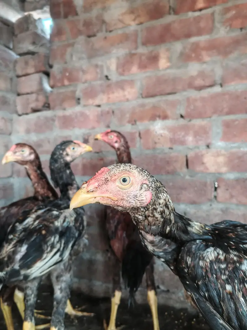 Pure sindhi Aseel home breed — photo 4