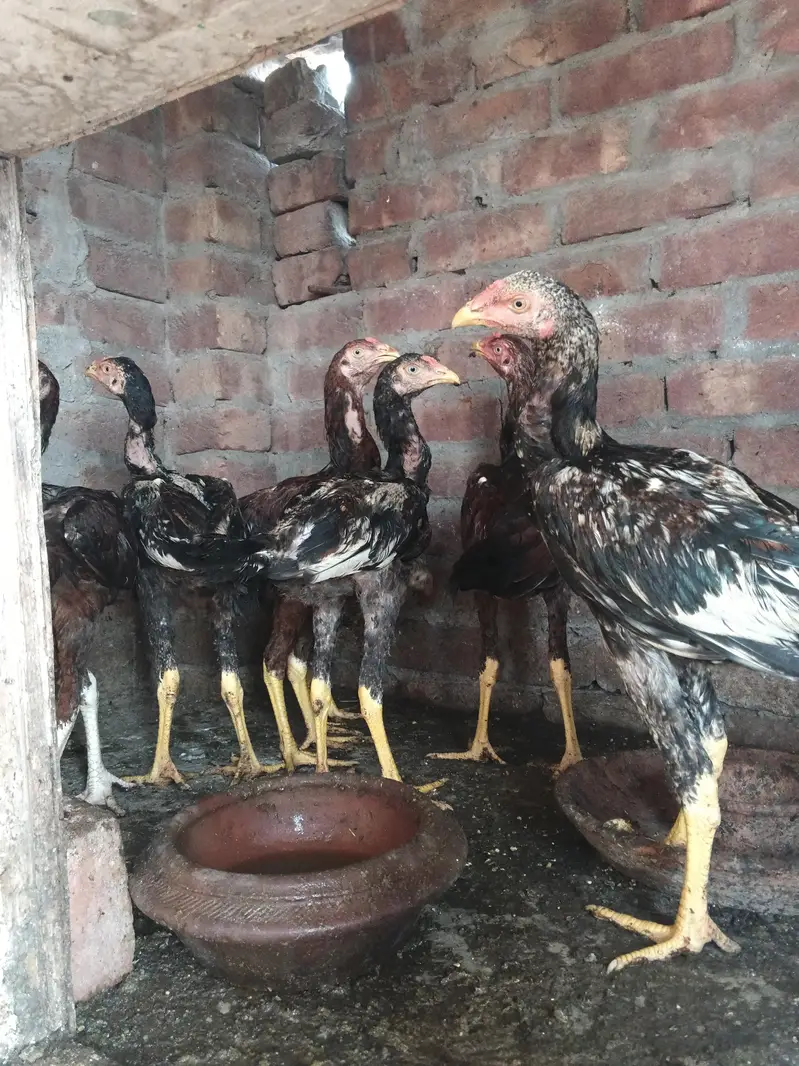 Pure sindhi Aseel home breed — photo 5