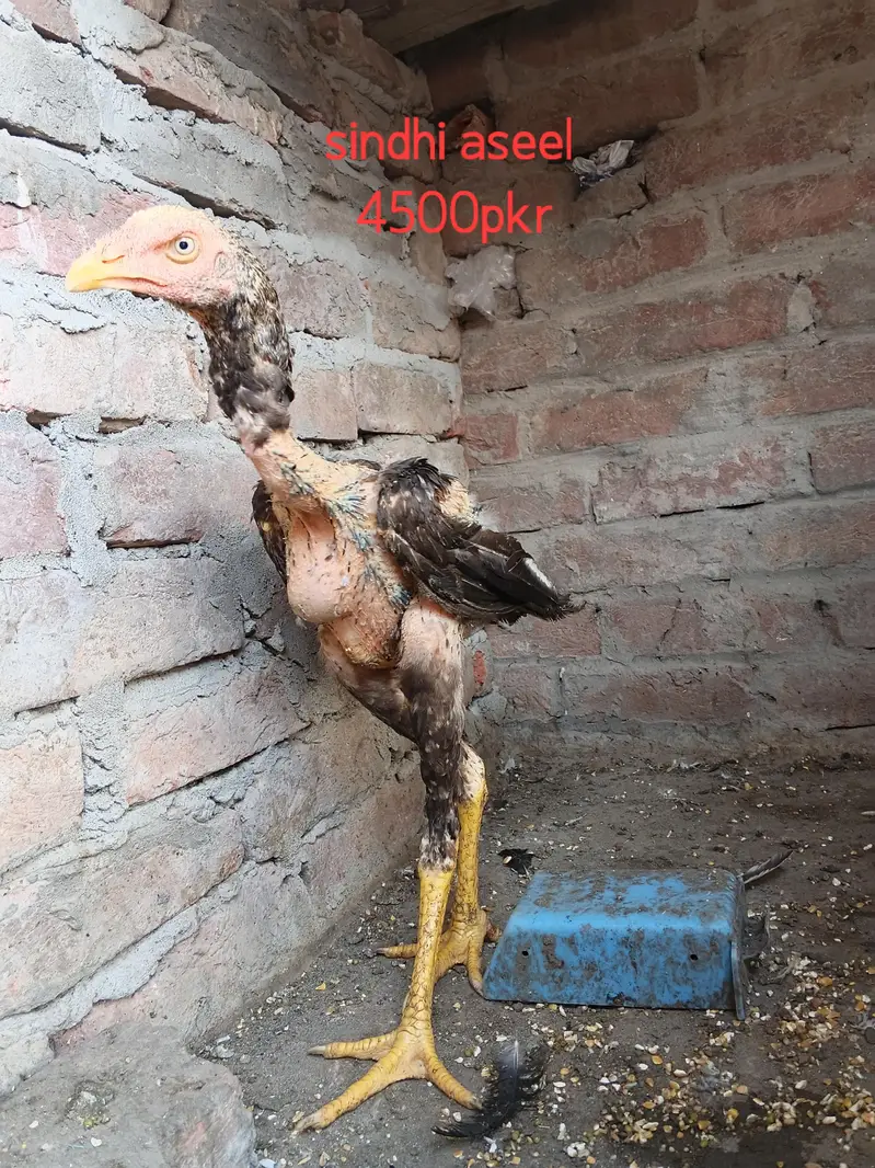 Pure sindhi Aseel home breed — photo 6