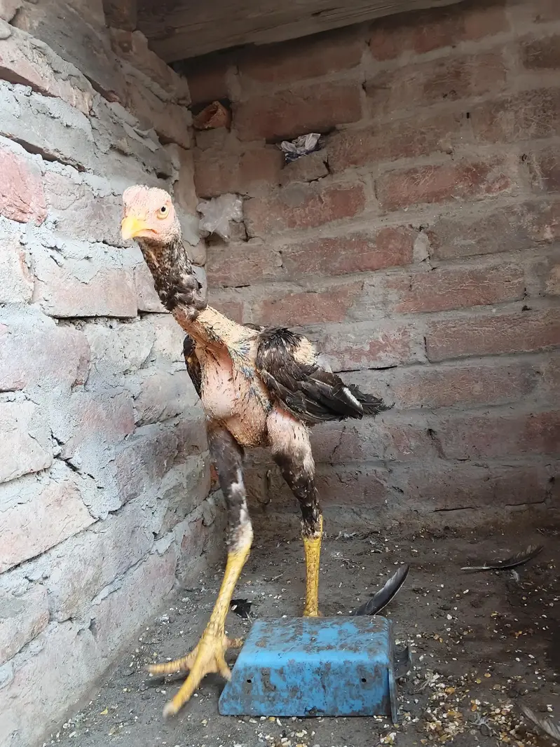 Pure sindhi Aseel home breed — photo 8