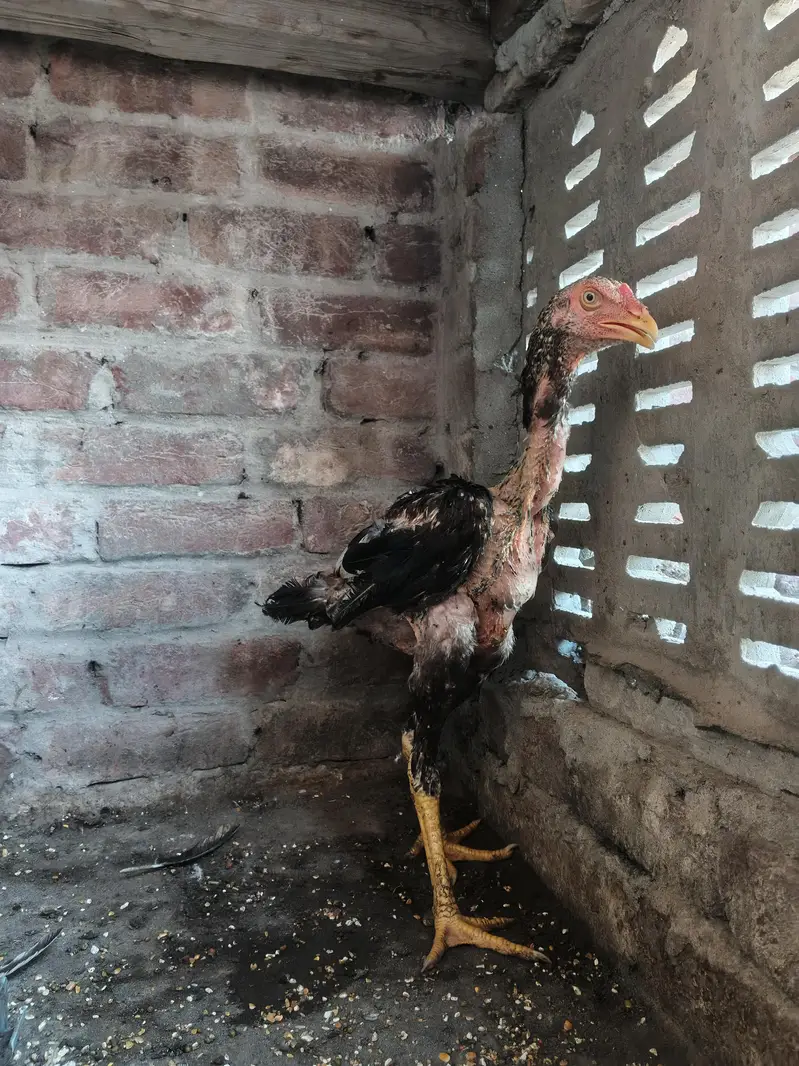 Pure sindhi Aseel home breed — photo 9