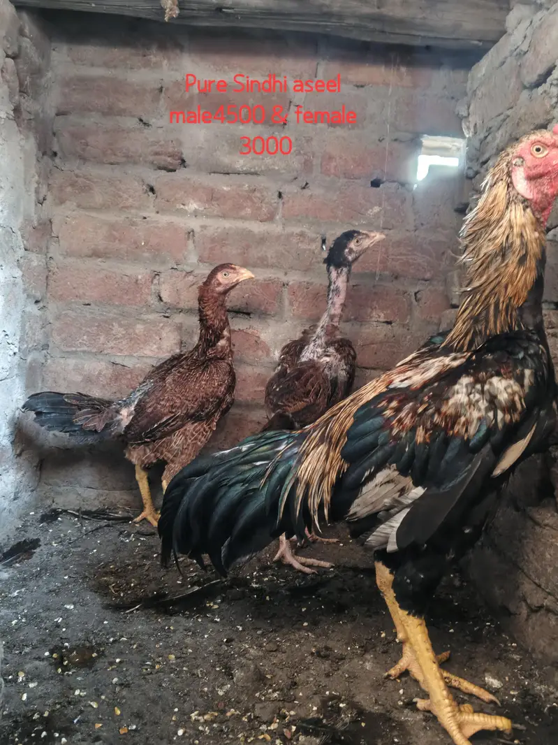 Pure sindhi Aseel home breed — photo 10
