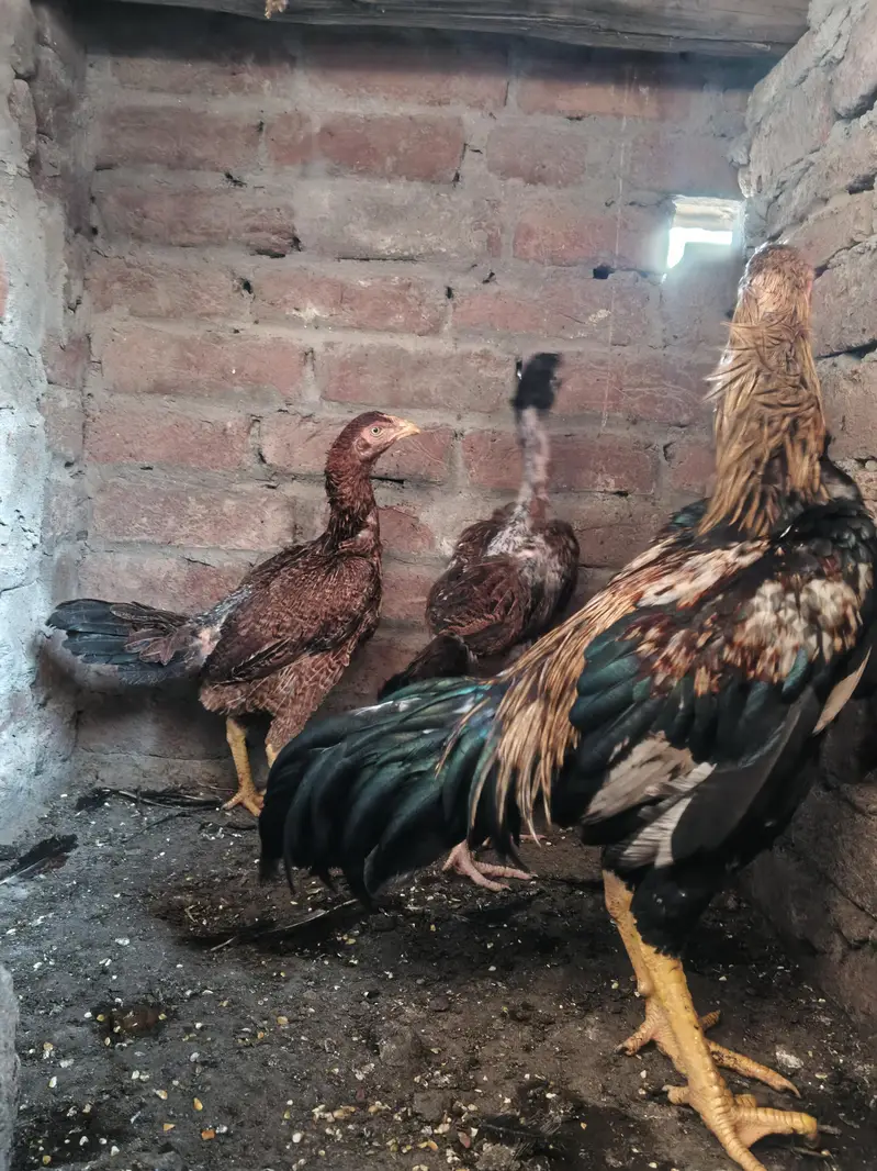 Pure sindhi Aseel home breed — photo 11