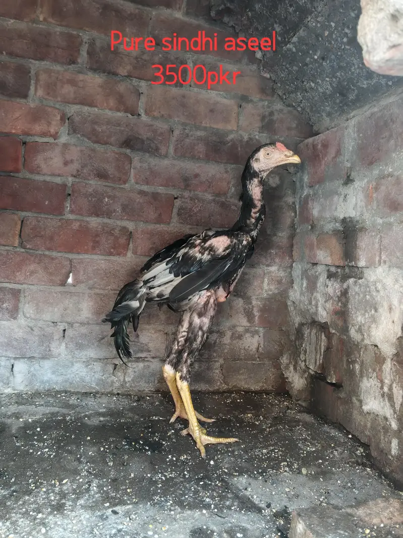 Pure sindhi Aseel home breed — photo 12