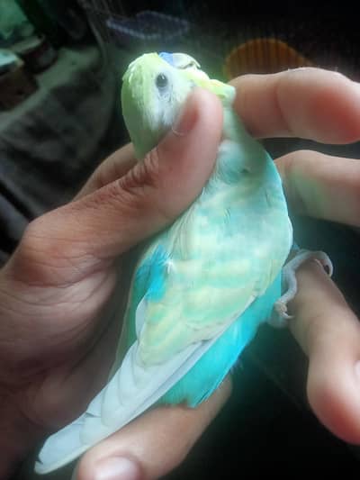 rainbow male for sale