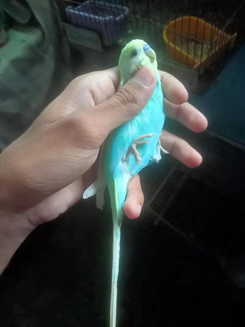 rainbow male for sale — photo 2