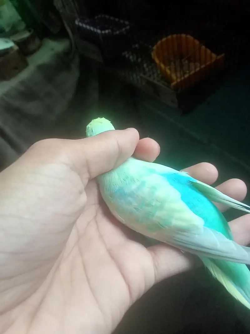 rainbow male for sale — photo 3