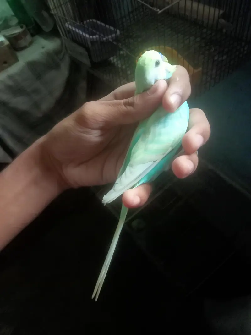 rainbow male for sale — photo 4
