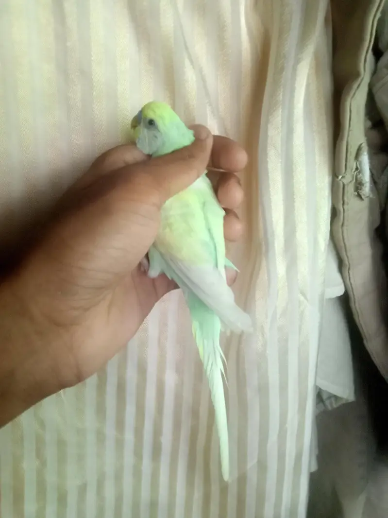 rainbow male for sale — photo 5