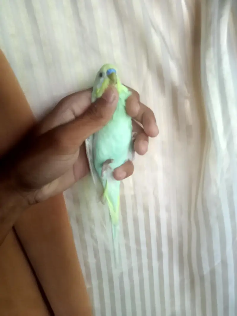 rainbow male for sale — photo 6