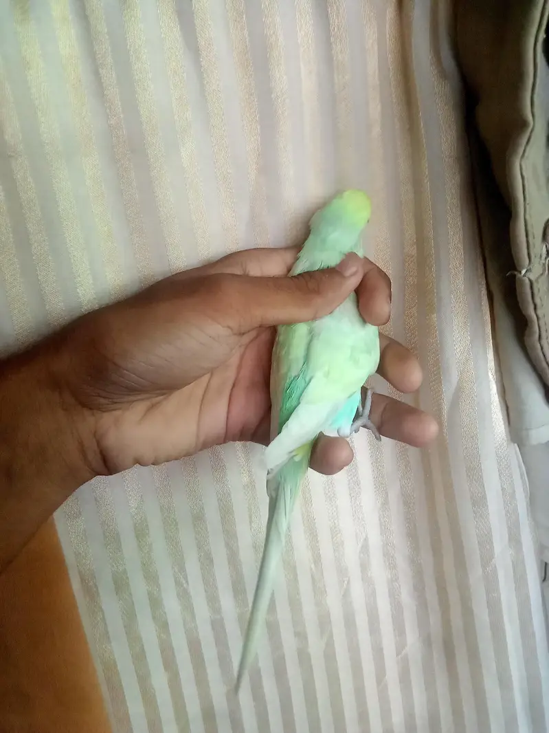 rainbow male for sale — photo 7