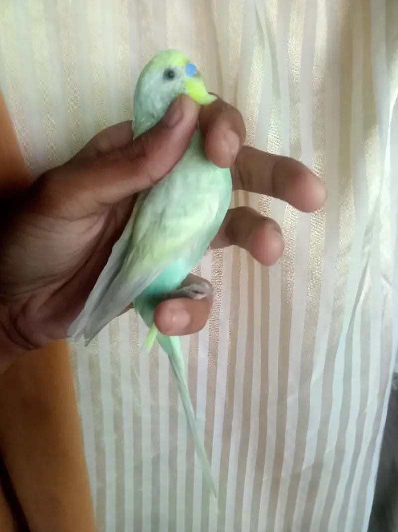rainbow male for sale — photo 8