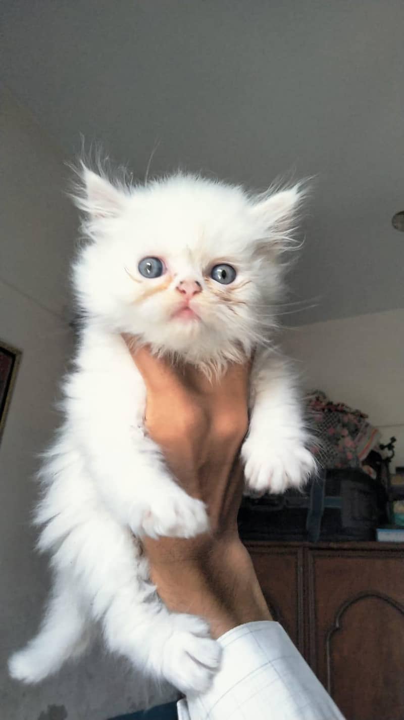 Persian kittens 0