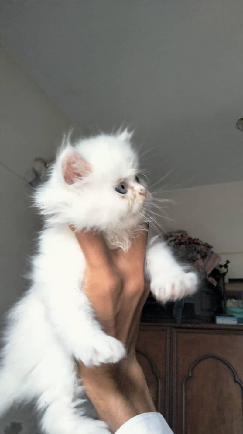 Persian kittens 1