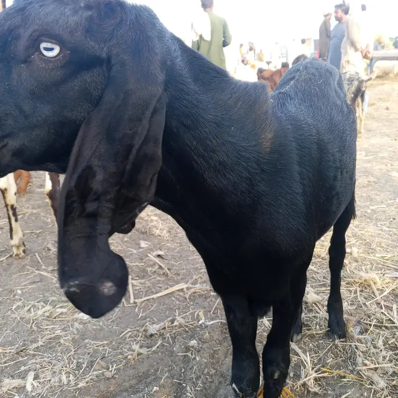 GOTS animal — photo 4