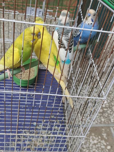 4 Budgies (2 Pairs) with Cage, Matka & Dana – Complete Set