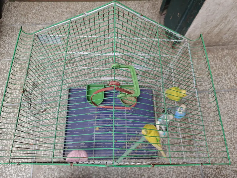 4 Budgies (2 Pairs) with Cage, Matka & Dana – Complete Set — photo 2