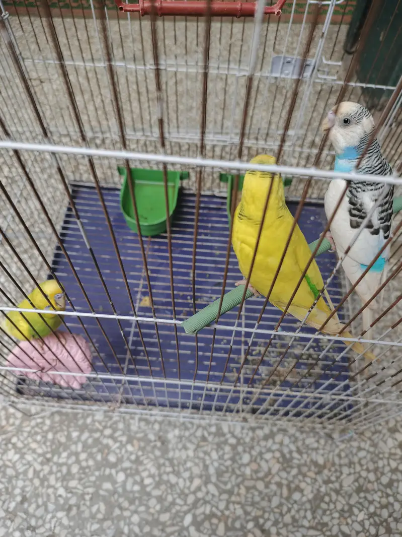 4 Budgies (2 Pairs) with Cage, Matka & Dana – Complete Set — photo 3
