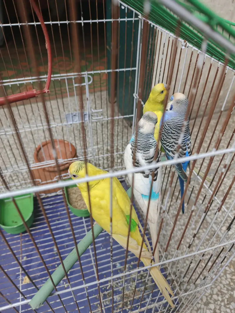 4 Budgies (2 Pairs) with Cage, Matka & Dana – Complete Set — photo 4