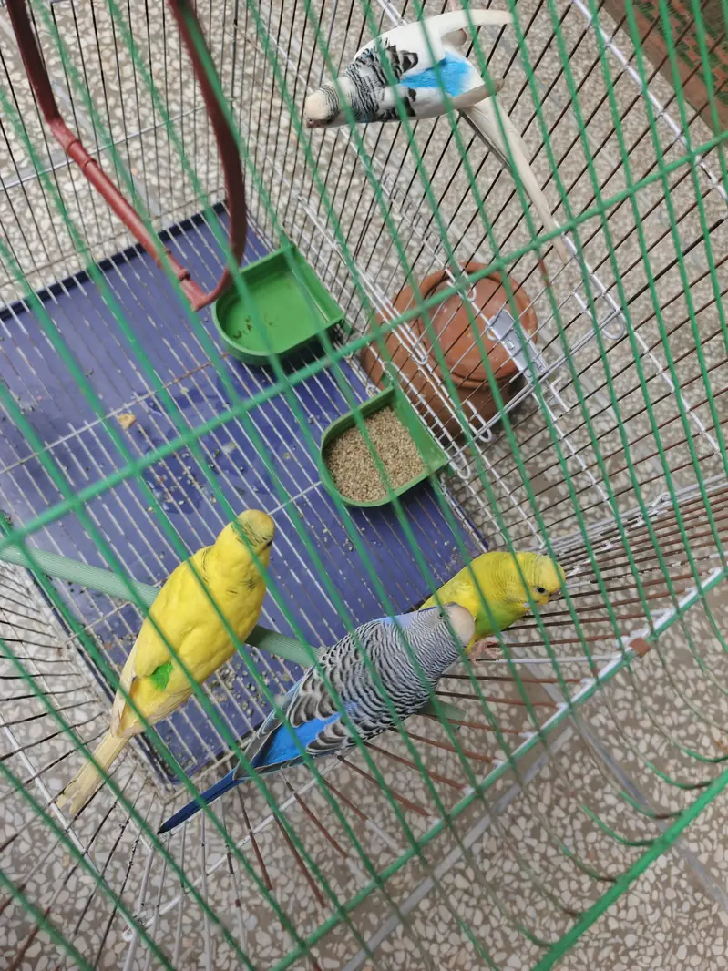 4 Budgies (2 Pairs) with Cage, Matka & Dana – Complete Set — photo 5