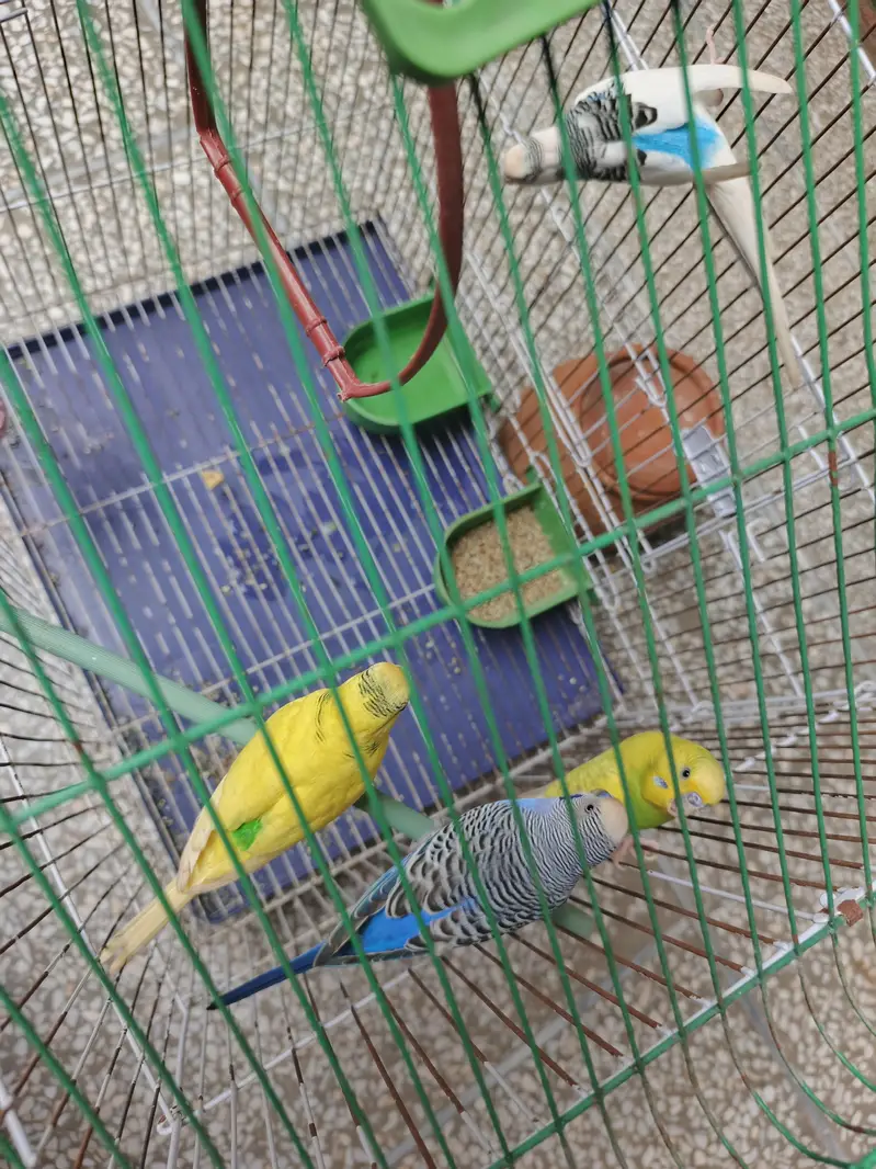 4 Budgies (2 Pairs) with Cage, Matka & Dana – Complete Set — photo 6