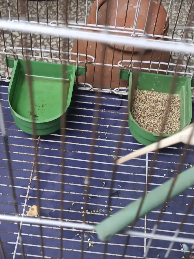 4 Budgies (2 Pairs) with Cage, Matka & Dana – Complete Set — photo 8