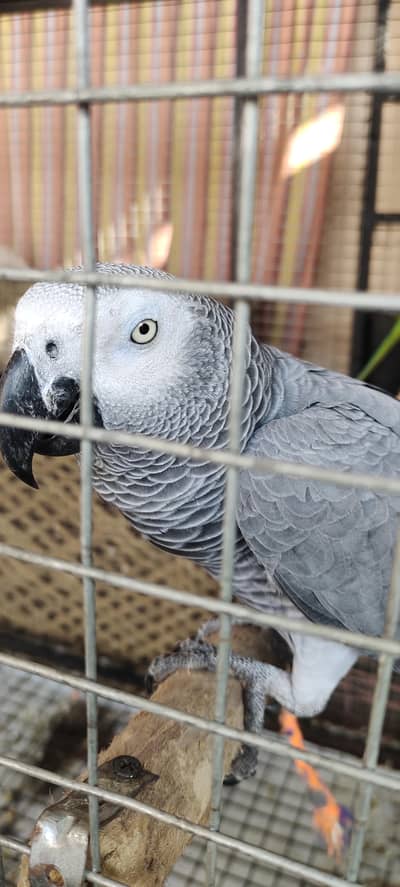 African Gray Male