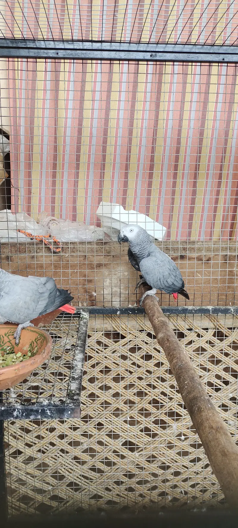 African Gray Male — photo 2