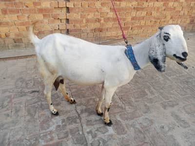 dasi Bakri shat female bakri pher sa crs h