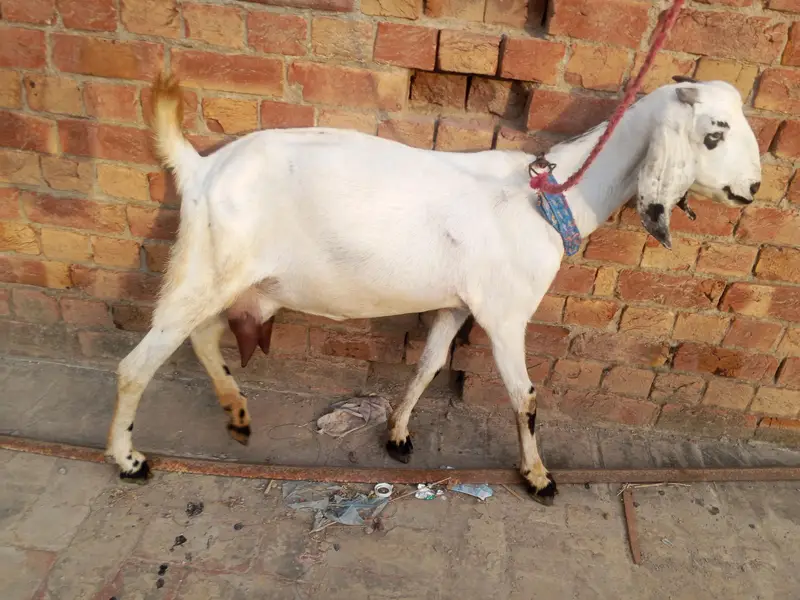 dasi Bakri shat female bakri pher sa crs h bakry ki pic shat attach h — photo 2