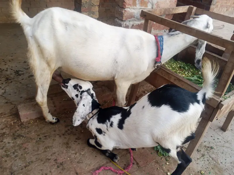 dasi Bakri shat female bakri pher sa crs h bakry ki pic shat attach h — photo 3