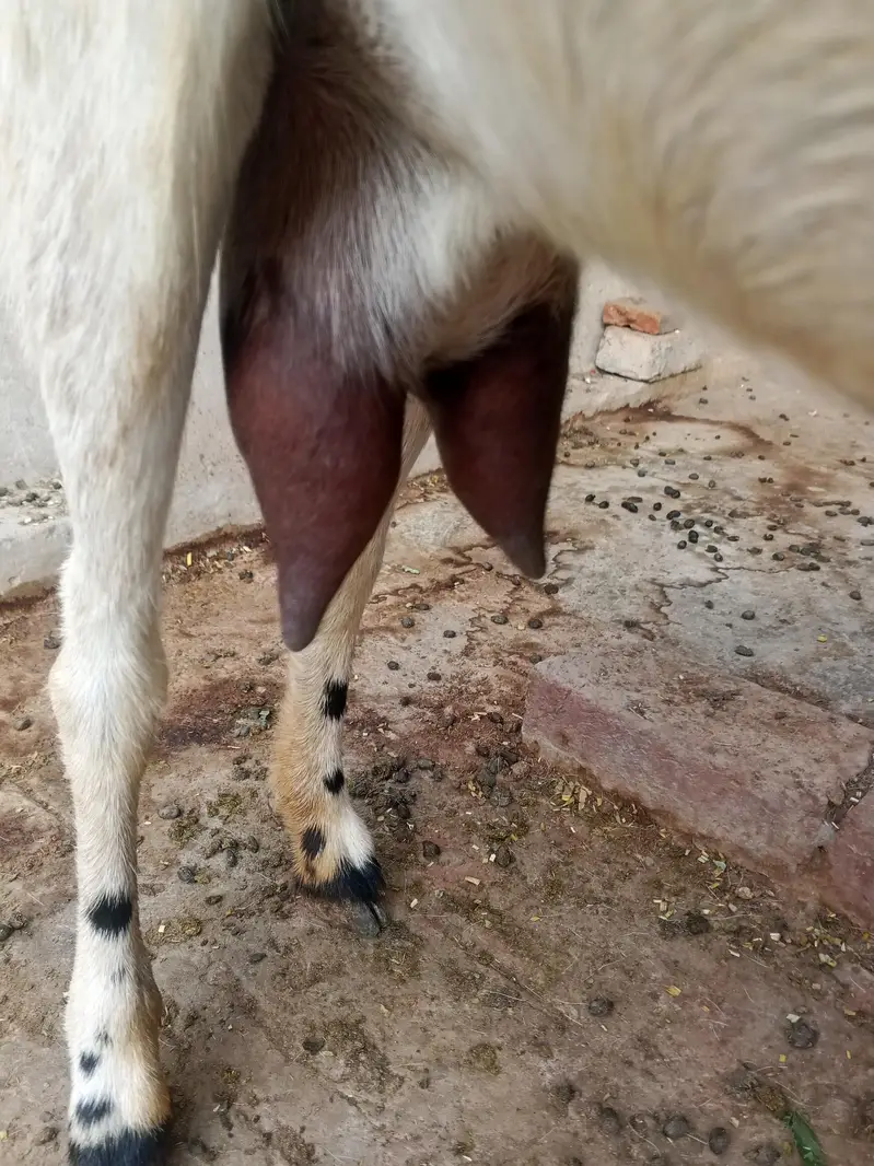 dasi Bakri shat female bakri pher sa crs h bakry ki pic shat attach h — photo 4