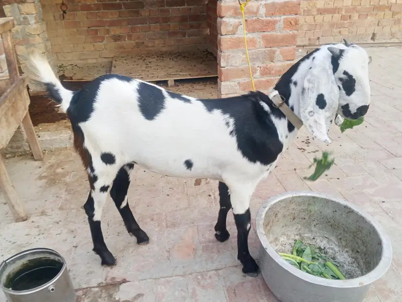 dasi Bakri shat female bakri pher sa crs h bakry ki pic shat attach h — photo 5