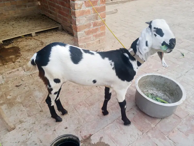 dasi Bakri shat female bakri pher sa crs h bakry ki pic shat attach h — photo 6