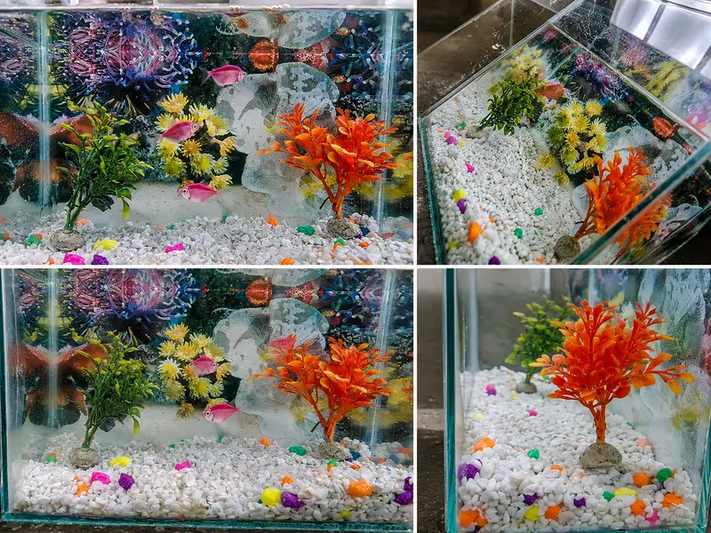Fish Aquarium and 3 healthy fish for sale — photo 3