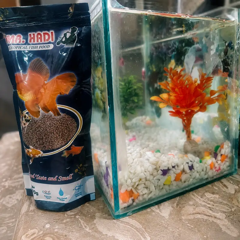 Fish Aquarium and 3 healthy fish for sale — photo 4