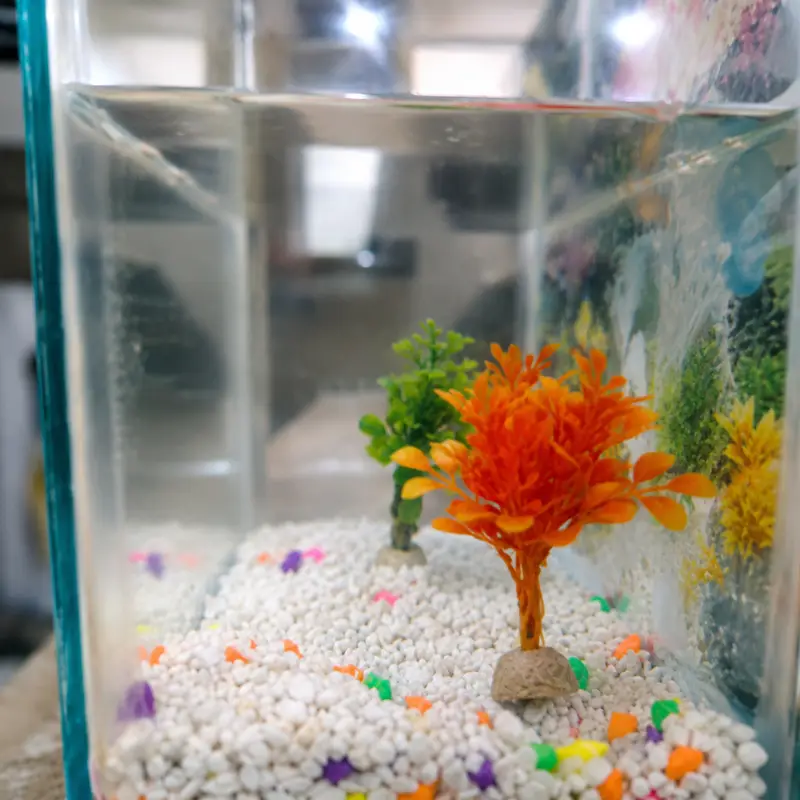 Fish Aquarium and 3 healthy fish for sale — photo 5