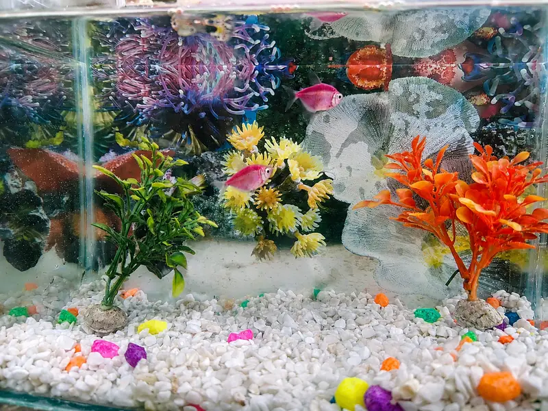 Fish Aquarium and 3 healthy fish for sale — photo 6