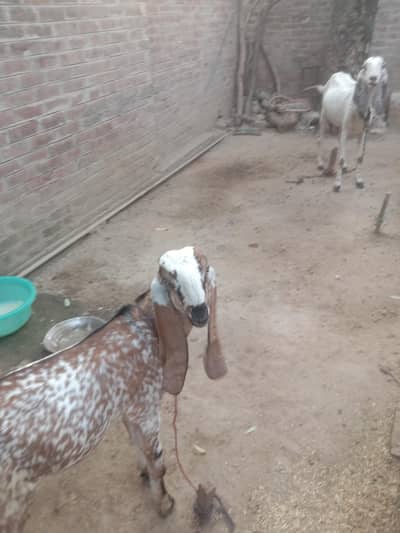 مکھی چینا بکرا