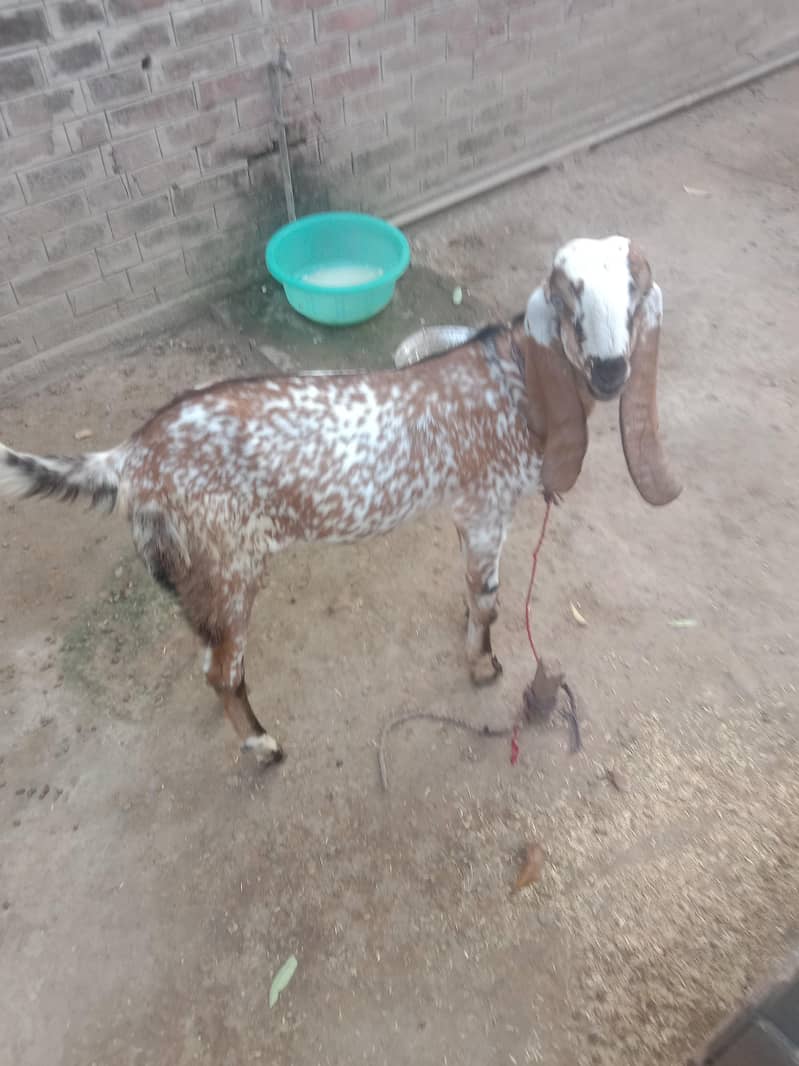مکھی چینا بکرا 1
