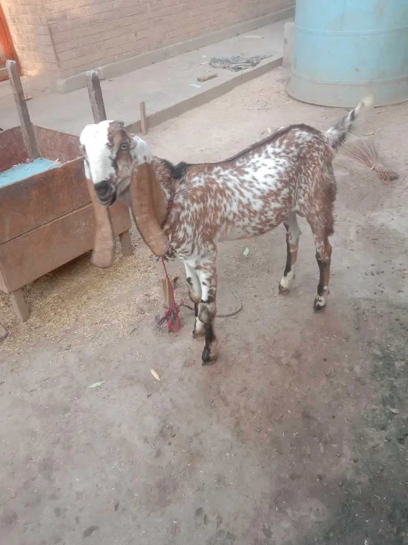 مکھی چینا بکرا — photo 4