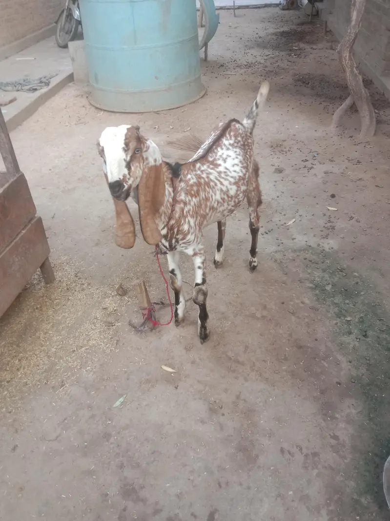 مکھی چینا بکرا — photo 5