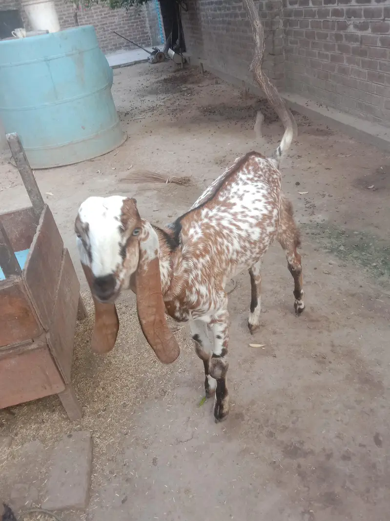 مکھی چینا بکرا — photo 6