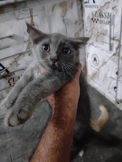 Persian Kitten